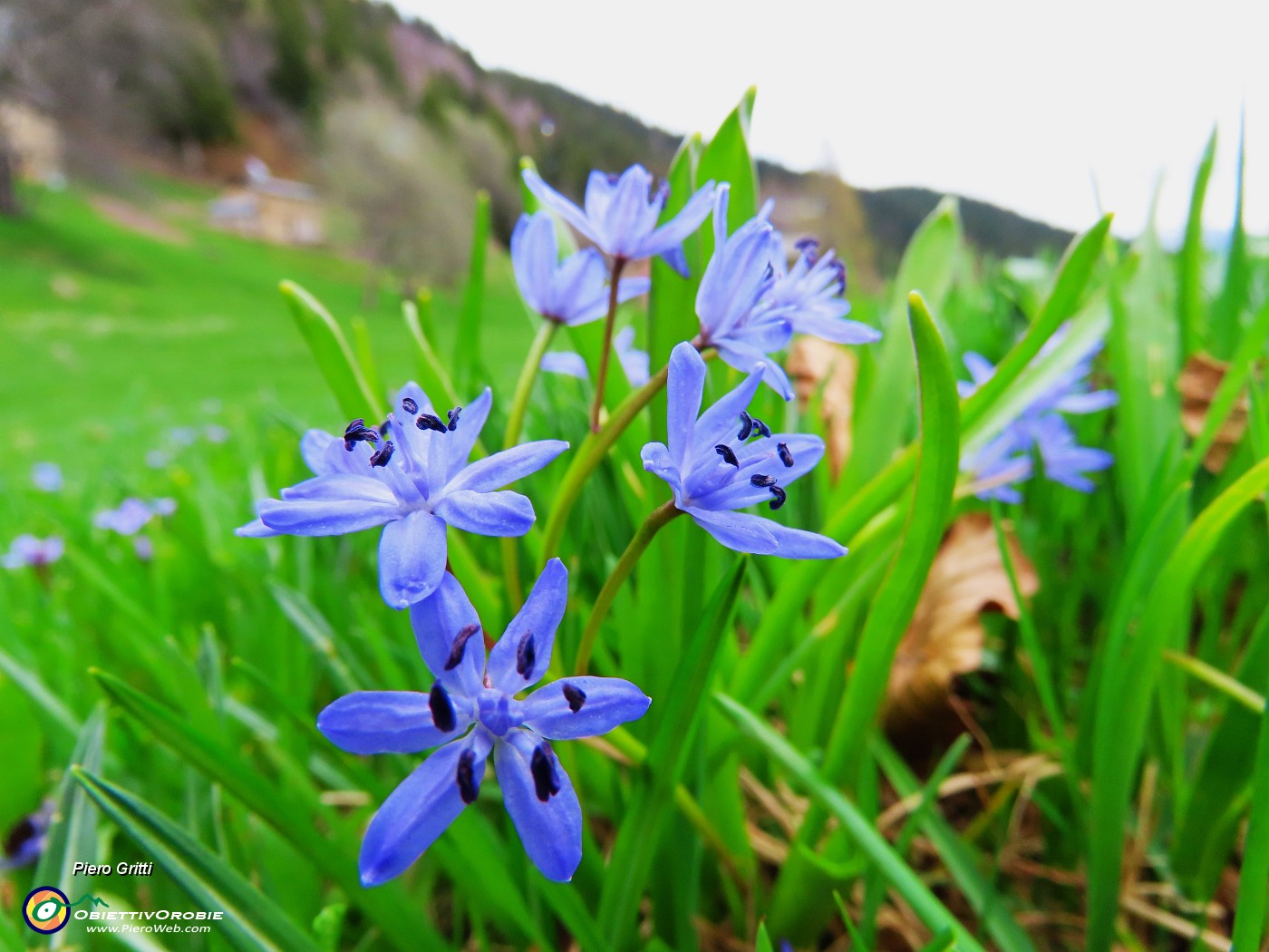 64 ed anche la Scilla Bifolia (Scilla silvestre).JPG
